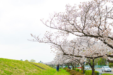 Fototapeta na wymiar 東京都、調布市の桜の風景