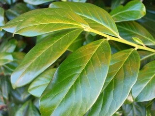 Green shiny leaves in the sunshine