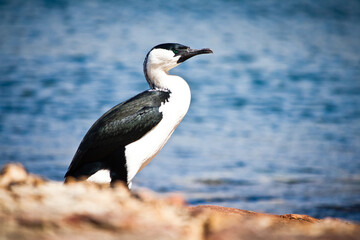 Bird in tasmanian beaches