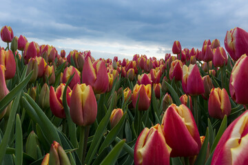 Tulip patch in Heikant, Netherlands, on a cloudy April day