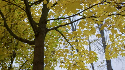 Obraz premium Beautiful autumn leaves on maple tree outside. Colorful trees.