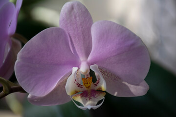 The flower is large.