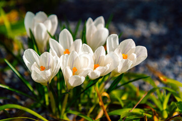 Obraz premium Fresh beautiful white crocuses, spring flowers in the wild nature. Crocus in spring time.