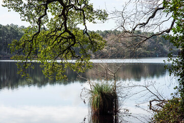 trace of polen on the water of a pond