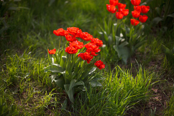 Red Flower tulips flowering in tulips garden. Nature spring season background, many greenery, flowers in sun rays, beautiful greeting card, Springtime good morning