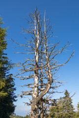 Dead tree near Sciliar mountain in the Dolomites