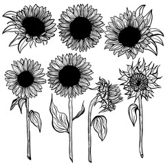 Sunflower Set flower line art on white background illustration. Hand-drawn decorative blooming sunflower elements in vector
