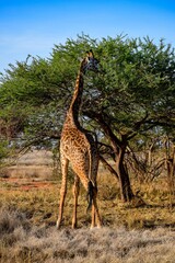giraffe in tsavo east national park
