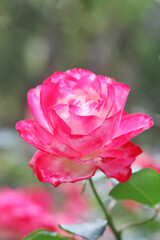 Close up of rose, floral background.