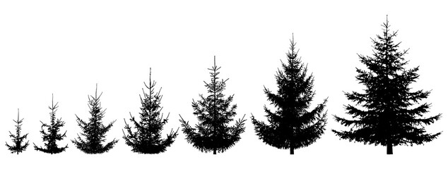 Growth spruce tree. Life process of growing fir tree, silhouette. Vector illustration - obrazy, fototapety, plakaty