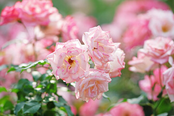 Fototapeta premium Close up of rose, floral background.