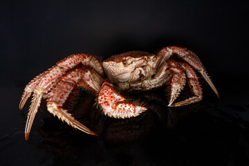 Icy hairy crab laying on the black table and slate board, close up side view.