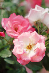Close up of rose, floral background.