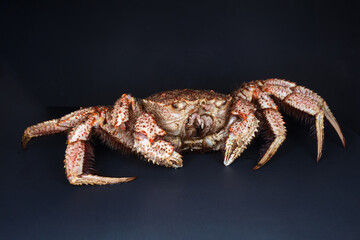 Cast-iron pan with boiled horsehair crab, flatlay over dark brown stone background, studio shot