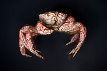 Boiled hairy or horsehair crab, selective focus