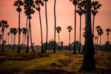 The close background of the green rice fields, the seedlings that are growing, are seen in rural areas as the main occupation of rice farmers who grow rice for sale or living.
