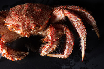 Icy hairy crab laying on the black table and slate board, close up side view.