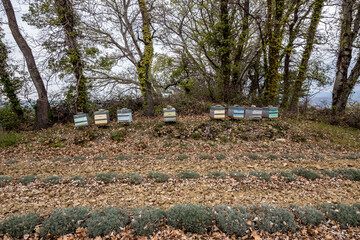 some beehives at the edge of a lavender field, Provence