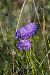 Aster Alpinus flowers growing wild in the Dolomites