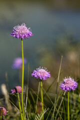 Aster Alpinus flowers growing wild in the Dolomites
