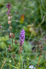 Fragrant orchid or chalk fragrant orchid (Gymnadenia conopsea) growing wild in the Dolomites