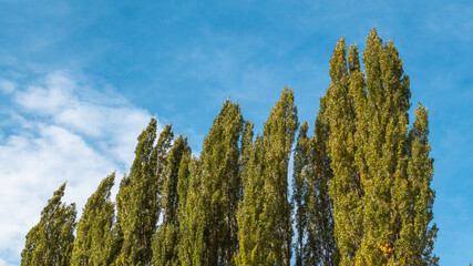 Trees viewed from below on a sunny fall day.