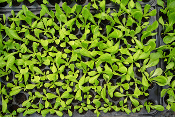 Organic green lettuce vegetable seedling in planting tray under greenhouse