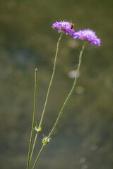 Aster Alpinus flowers growing wild in the Dolomites