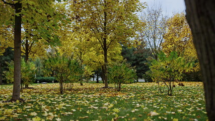 Atmospheric autumn park in October. Changeable leaves colors. Closeup tree trunk