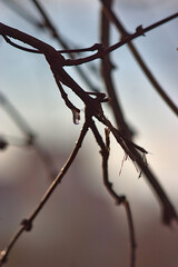 a drop of juice from a broken branch in the spri