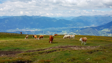 Fototapeta na wymiar A heard of cows grazing on an Alpine pasture. The cows are spread on a vast meadow. There are high mountains in the back and the lake at the bottom of the valley. Animals in natural habitat