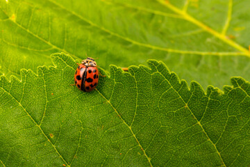ladybug on Horse-chestnut (Aesculus hippocastanum, Conker tree). flowers and leaf on  white background