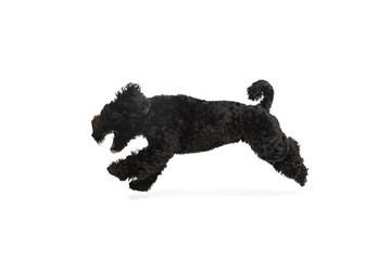 Young black Labradoodle playing isolated on white studio background