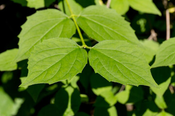 Obraz premium Natural background of green leaves. Nature concept