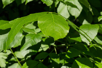 Natural background of green leaves. Nature concept