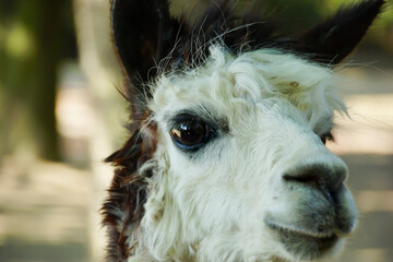 Im Blick