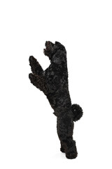 Young black Labradoodle playing isolated on white studio background