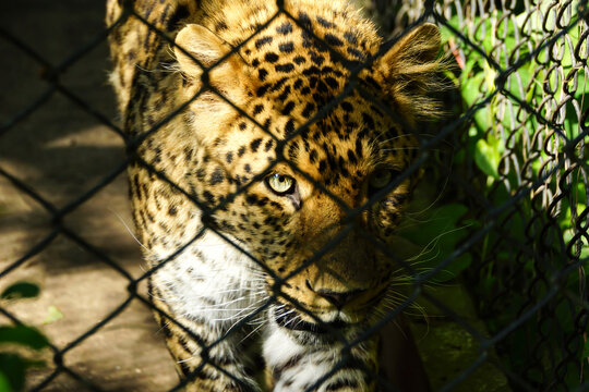 Wildkatze
