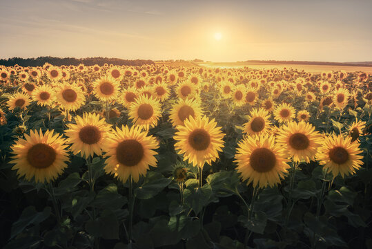 Field with yellow sunflowers at sunset, in summer.
