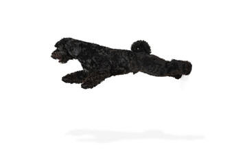 Young black Labradoodle playing isolated on white studio background