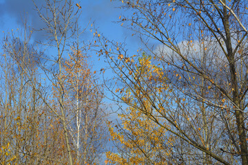 Autumn scene in sunny day. Branches of poplar and birch trees with last leaves on the background of grey clouds on the blue sky