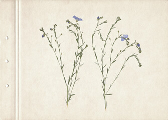 Pressed and dried herbs. Scanned image. Vintage herbarium background on old paper. Vertical composition of the grass with blue flowers on a cardboard.