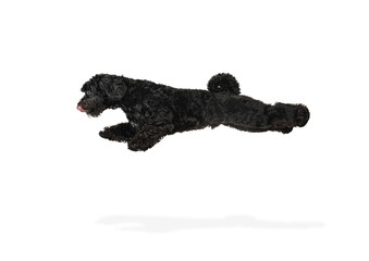 Young black Labradoodle playing isolated on white studio background