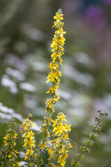 Agrimonia eupatoria growing wild in the Dolomites