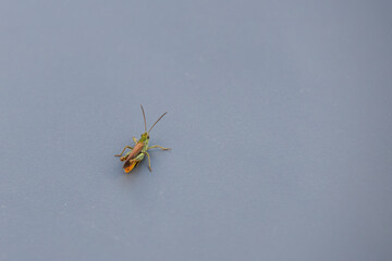 Common Green Grasshopper (Omocestus viridulus) resting on a table
