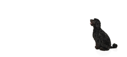 Young black Labradoodle playing isolated on white studio background