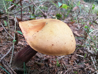 A yellow mushroom grows in the forest.