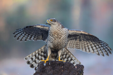 Northern goshawk (accipiter gentilis) sitting in the forest of Noord Brabant in the Netherlands