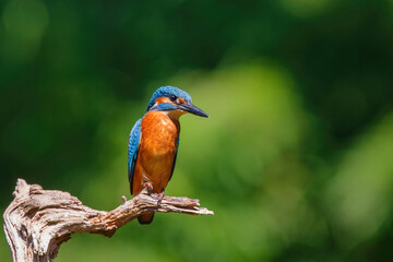 Common European Kingfisher (Alcedo atthis) sitting on a branch above a pool in the forest in the Netherlands