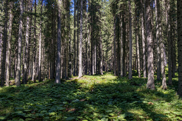 View of the forest in the Natural Park of Paneveggio Pale di San Martino in Tonadico, Trentino, Italy